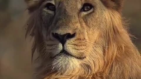 This Asiatic Lion Got a Stunning Look