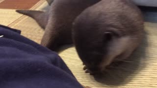 Otter Sakura's sweet biting