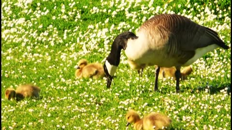 Cute Baby Animals | Kids Learning Videos