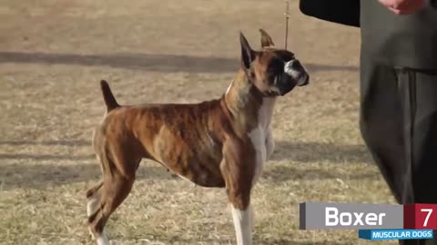 Top 10 most Muscular Dog Breeds, how to look