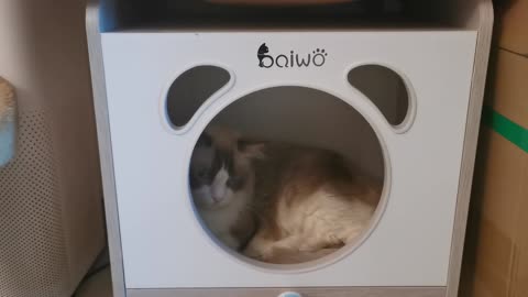 Cat just want to be alone, not leaving his fav dryer!