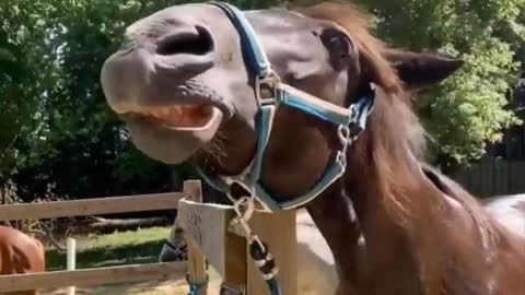 Horse Cute! Cute And funny horse Videos