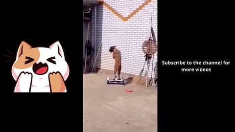Funny animals videos from TikTok! Try not to laugh! 😹🐶🤣🔥🤣