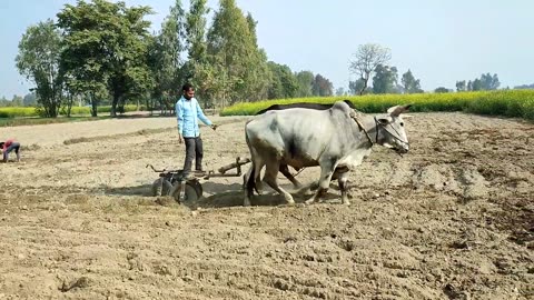 Farmer Real Life India Uttar Pradesh || Beautiful Village India UP || Village Rural Life