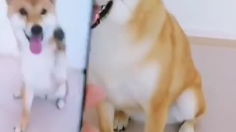 Dog selfy click and poses