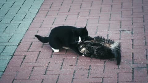 Cute cats quarrel