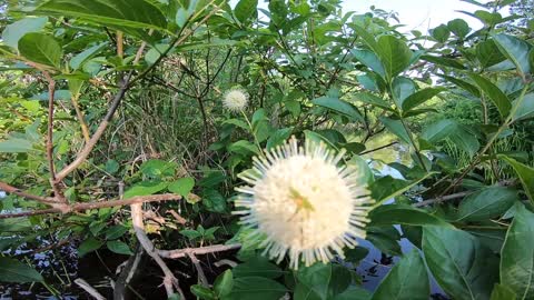 Sugar Shack Buttonbush