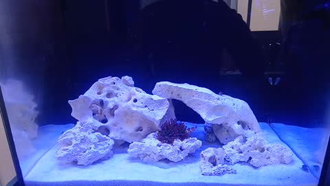 MARINE AQUARIUM LAYOUT