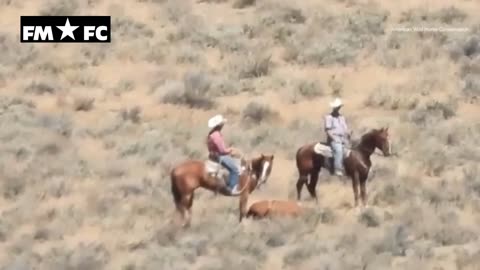Worker kicks wild horse during roundup in northern Nevada