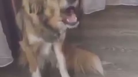 #Funny #Reaction With Funny #dogs