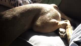 Dog on couch rest head on table