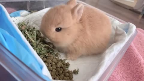 Adorable fluffy bunny enjoying his breakfast
