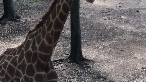Giraffes At A Zoo