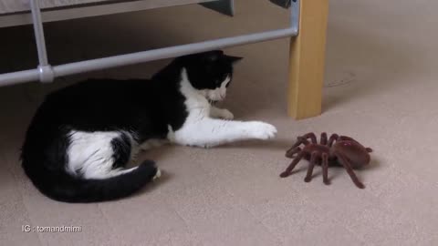 tarantula threatens the cat, who will win?