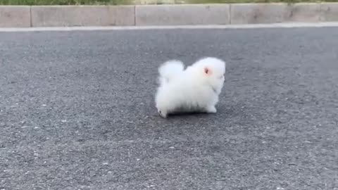 Cute Puppy Walking on The Road