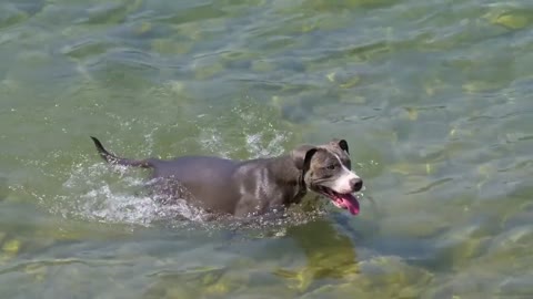 Swiming 🐶 dog#shorts