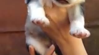 the dog funny - cute puppy