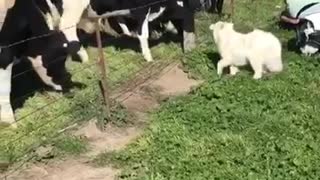 Samoyed Puppy Adorably Befriends Herd Of Cows