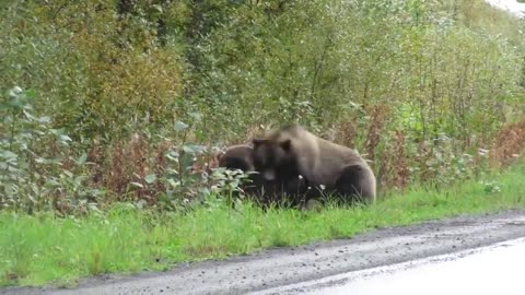 Epic grizzly bear fight!