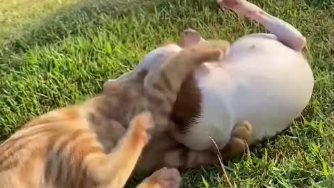 Two Siblings Fighting | Funny cats | Fighting Animals