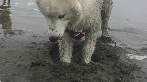 Husky's first time at the beach