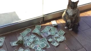 This cat brought his owner a lot of MONEY every day. The man installed a camera and was SHOCKED.