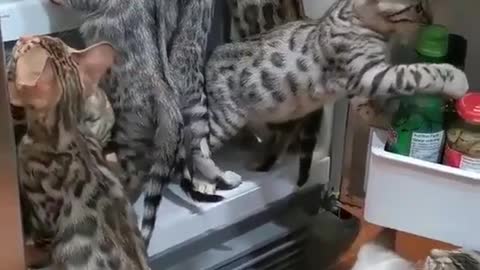 Kittens examine the contents of the refrigerator