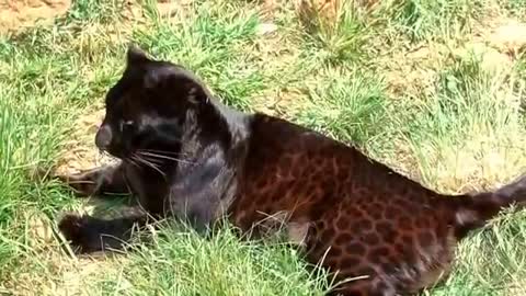 Funny Animal Videos - Incredible Black Panther