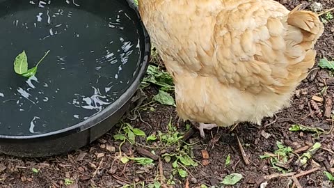 OMC! Love watching chickens drink - SO CUTE! #adorable #chickens #orpington #shorts #drinkingwater