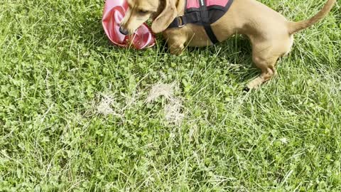 Dachshund playing