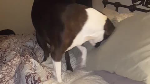 My dogs night time routine!