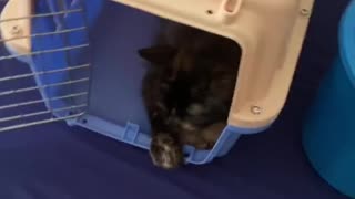 Cat Ready Going to Vet