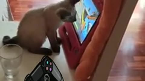 Funny Cat "Coupon" plays animal game trying to catch fish on a tablet