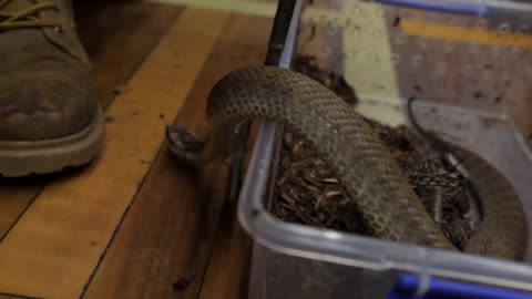 6 most venomous snakes found in Australia