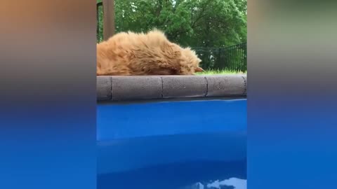 Funny Cats Doing Like Best Swimmer || Top Funny Cat Video