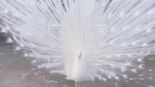 Albino peacock, the beauty that nature has created