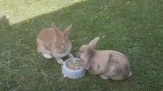 Two rabbits in love
