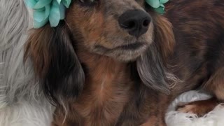 Wiener dog blue flower crown on white dog