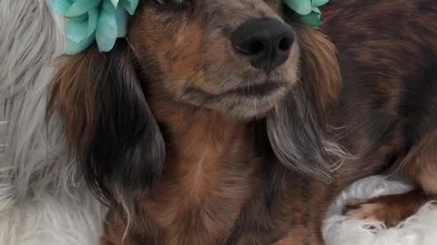 Wiener dog blue flower crown on white dog