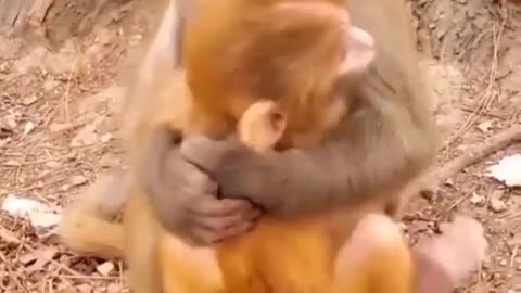 Macaquinho com saudade da mamãe. Que amoor!!!!