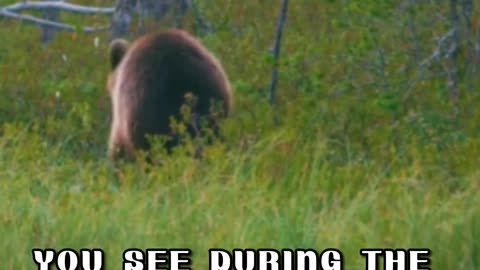 See why the bears hibernate? #shorts #animals #bears