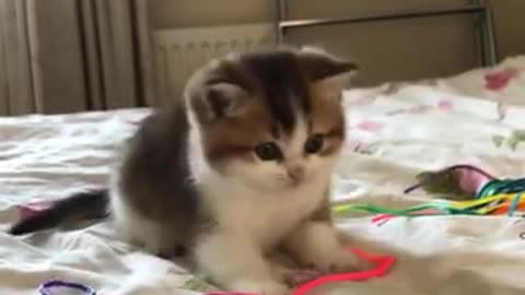 Funny of Cute Cat-Funny Video Cat