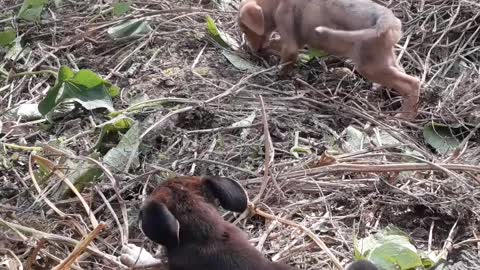 puppies playing on the farm early in the morning