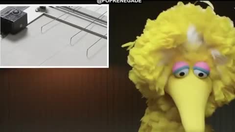 Sesame Streets big bird takes lie detector test!