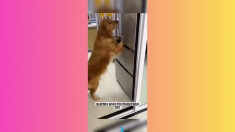 funny dog taking cookies from fridge