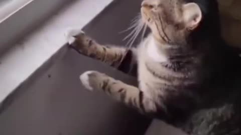 Funny Cat and Dogs videos