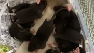 Lethargic Lilith and Her Litter