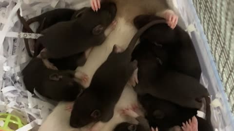 Lethargic Lilith and Her Litter