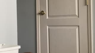 Kitty Can't Get Past Child Proof Door Handle