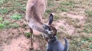 Cat and deer smell sniff each other